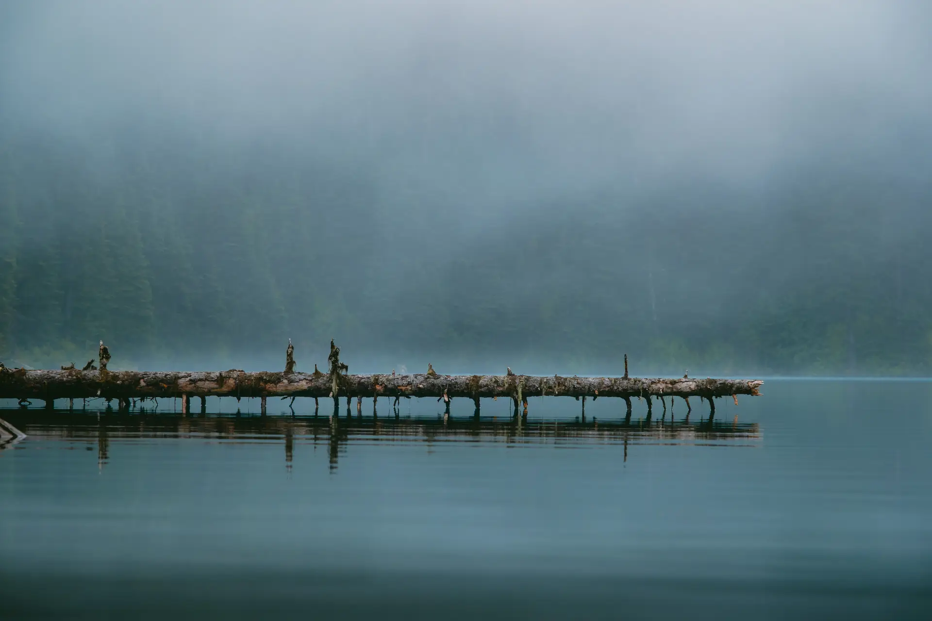 Calm lake cove with driftwood and reflections of pine trees