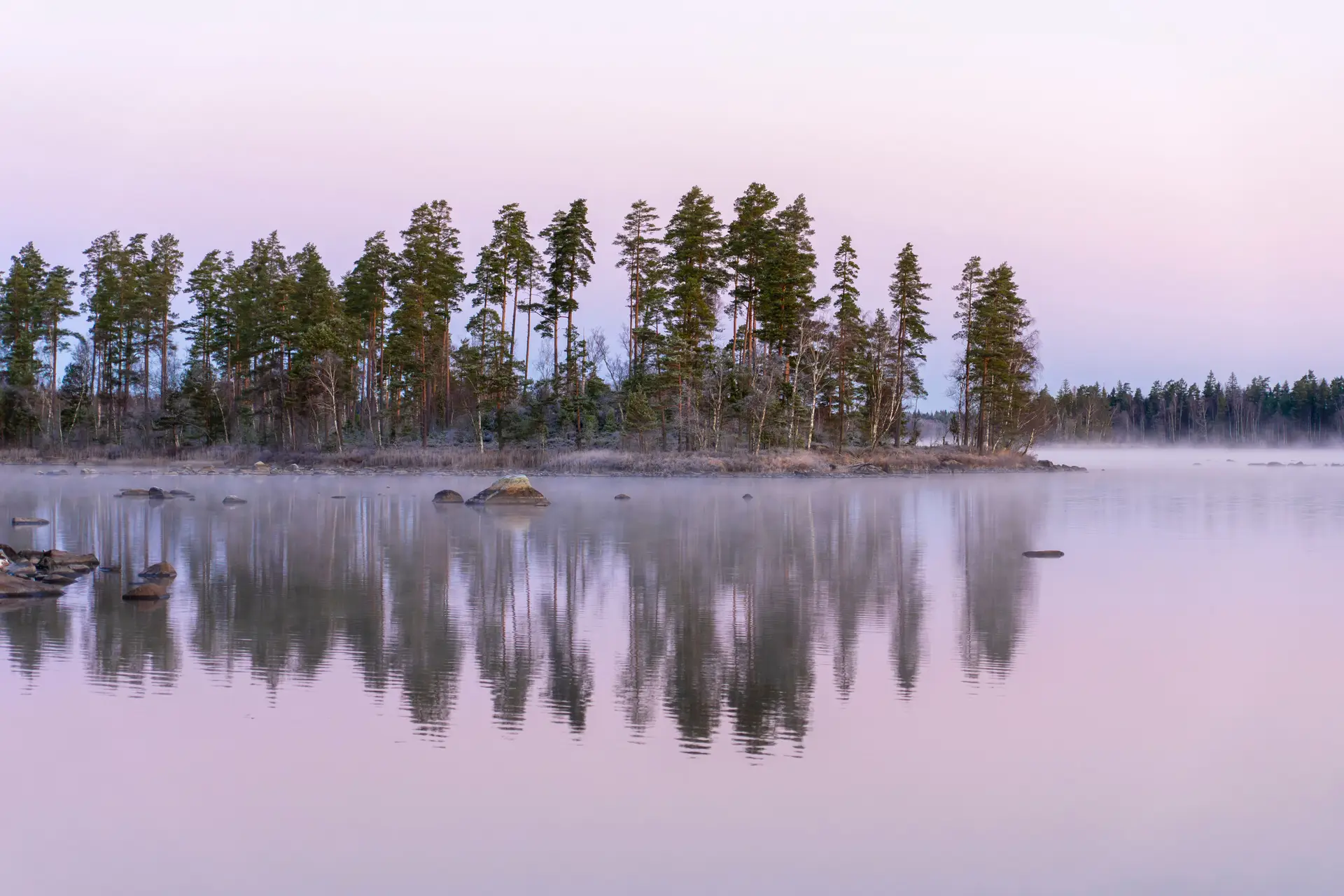Boreal pine trees reflected cleanly on undisturbed lake water at daybreak