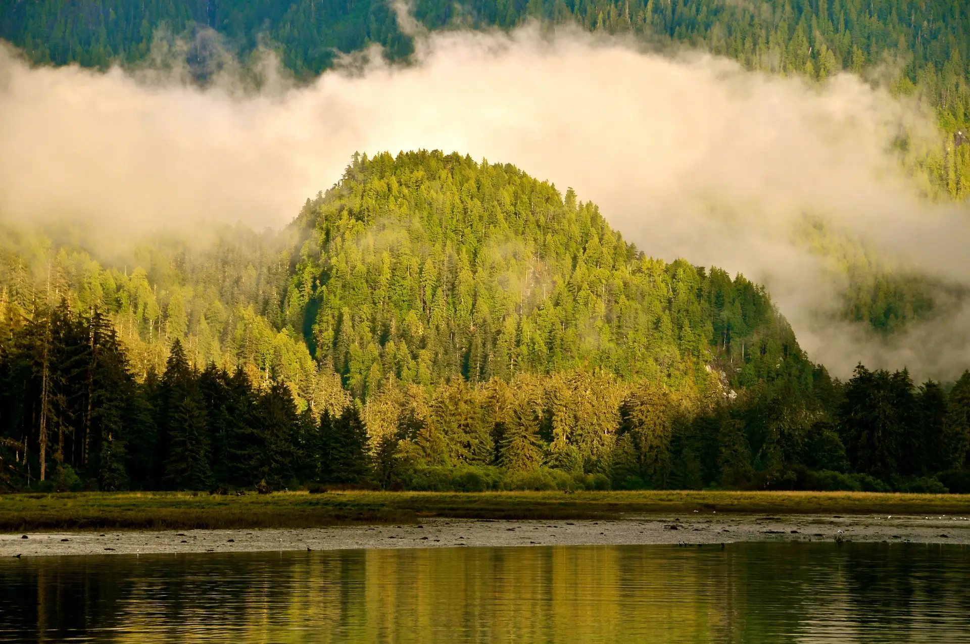 Morning mist rolling over lakeside evergreen trees
