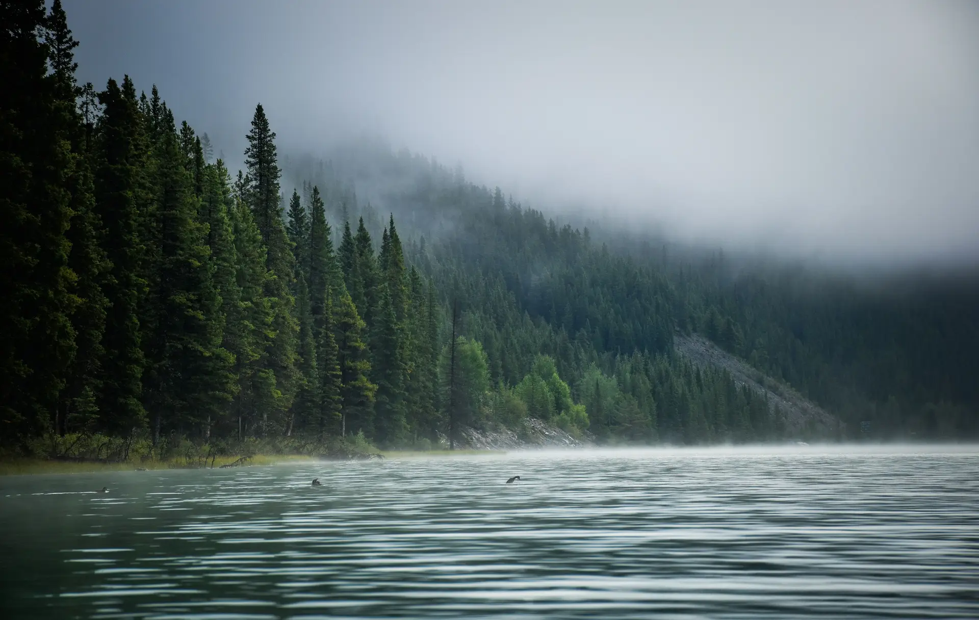 Misty morning alpine lake with calm glassy waters and boreal pine trees