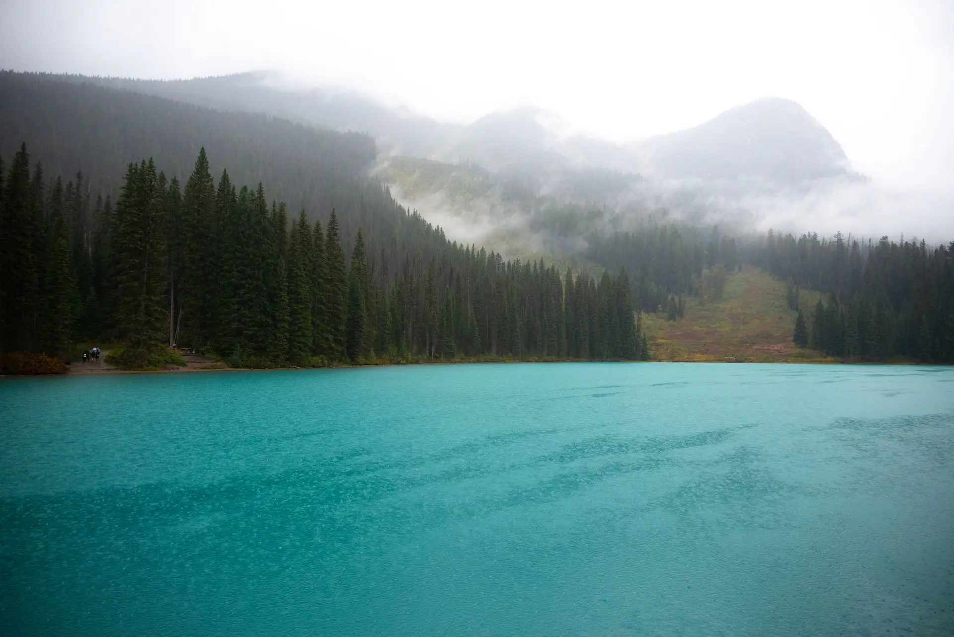 Turquoise lake water shimmering near quiet evergreen wilderness shore